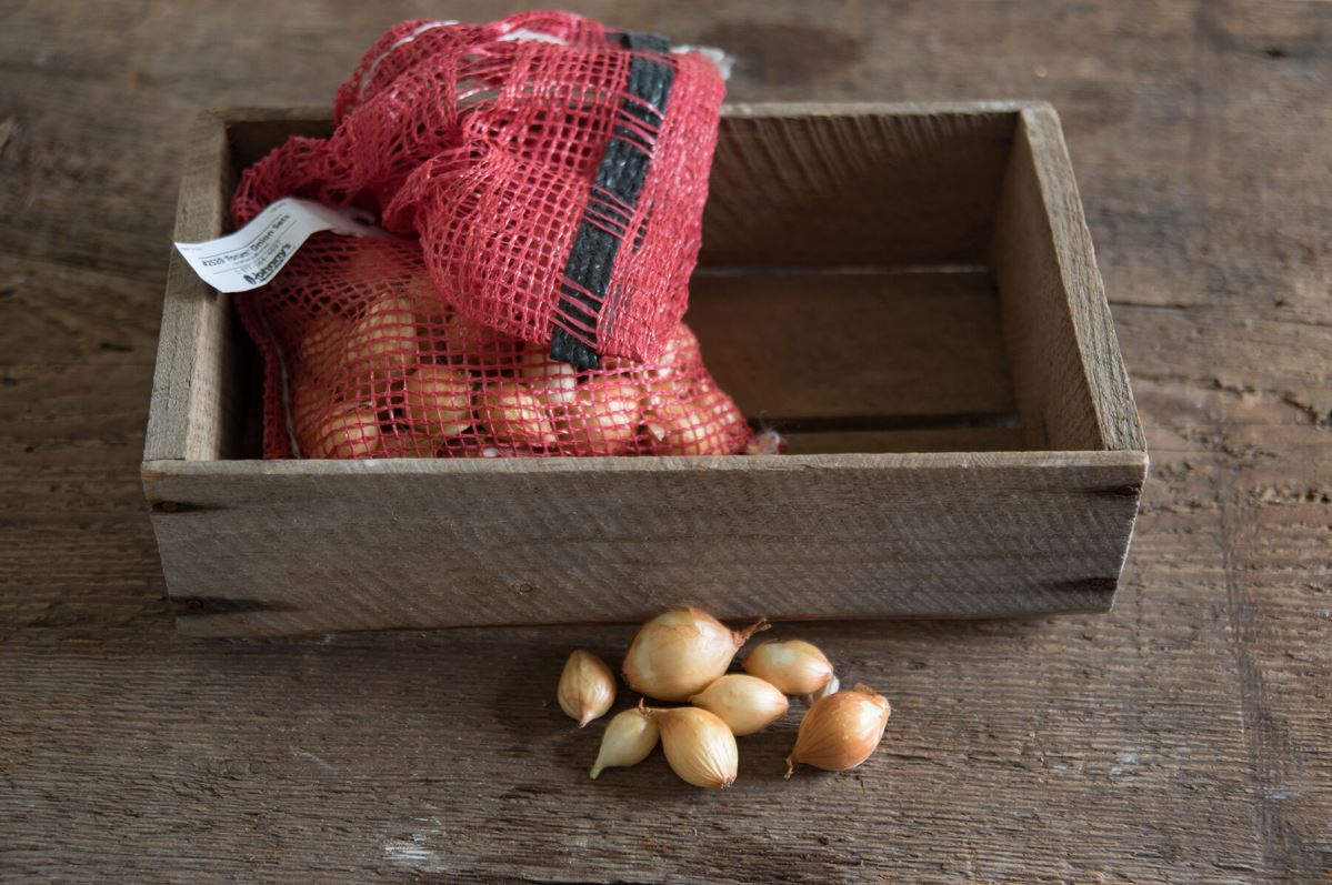 Forum – Fall Onion Sets Seed